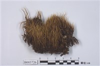 藏品(曲尾苔科)的圖片